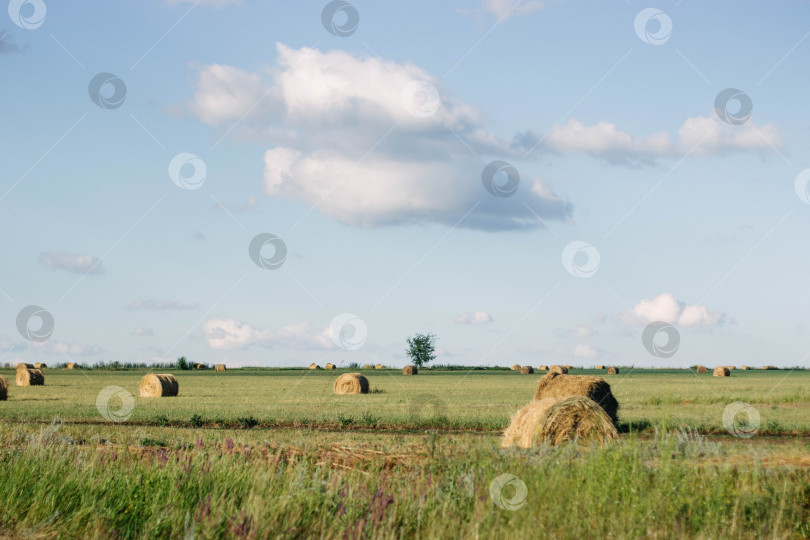 Скачать Поле фотосток Ozero