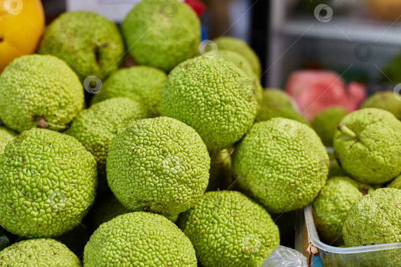 Скачать Яблоня Maclura pomifera оранжевая, или красильная шелковица, или ложный апельсин. фотосток Ozero