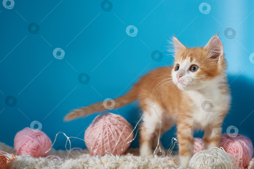 Скачать Котенок с рядом с клубками шерсти для вязания на синем фоне для copyspace фотосток Ozero