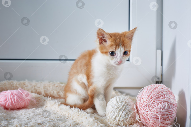 Скачать котенок с клубками ниток на светлом фоне фотосток Ozero