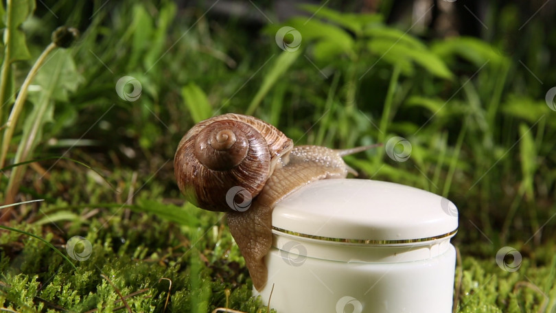 Скачать Helix pomatia, виноградная улитка, ползет по банке с косметическим кремом для лица. фотосток Ozero