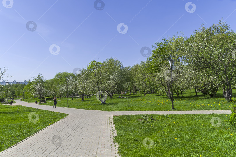 Скачать Цветущий старый яблоневый сад. Москва, Россия. фотосток Ozero