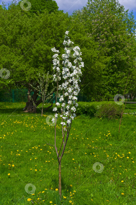Скачать Маленькая цветущая яблоня. фотосток Ozero