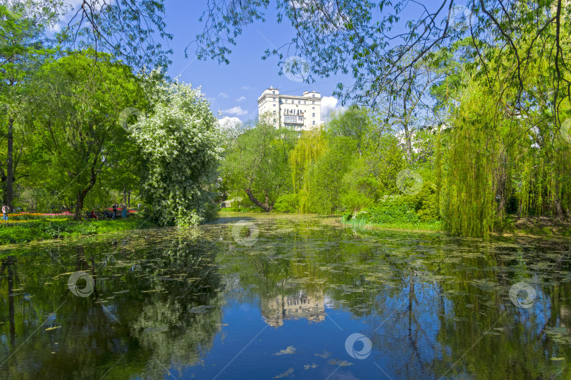 Скачать Старый заросший пруд в городском парке фотосток Ozero