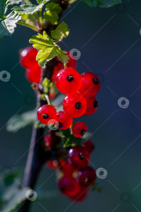 Скачать На ветке куста созрели ягоды красной смородины (Ribes rubrum). фотосток Ozero