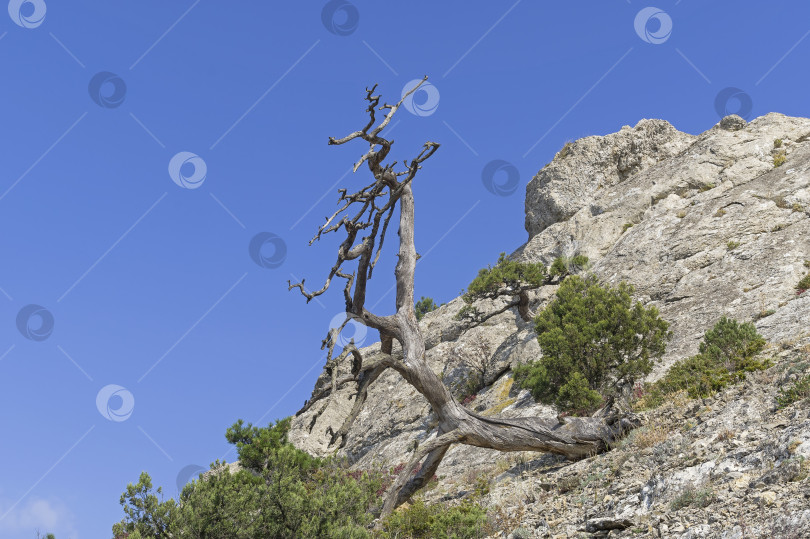 Скачать Засохшая реликтовая сосна в Крымских горах фотосток Ozero