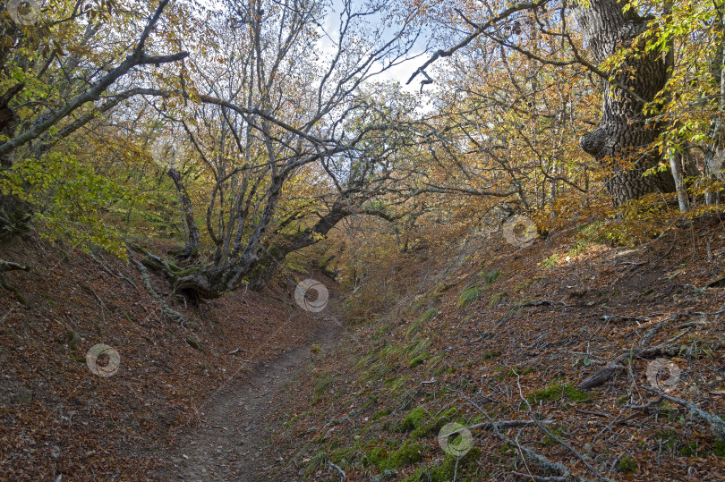 Скачать Тропа в небольшом горном ущелье. фотосток Ozero