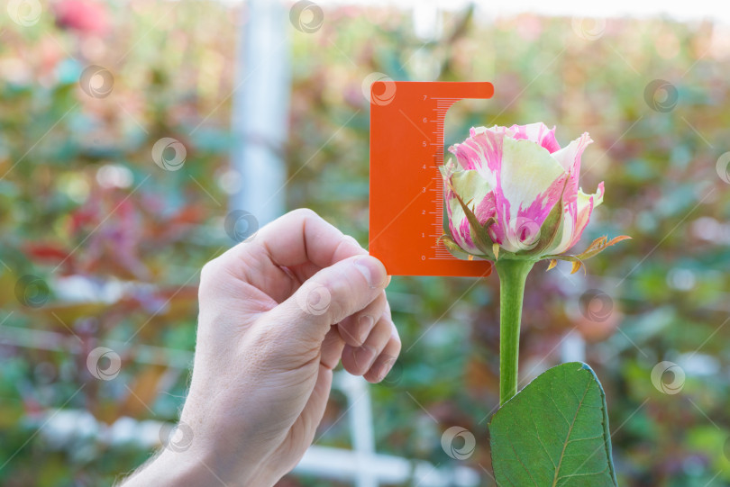 Скачать цветок с измерительной шкалой фотосток Ozero