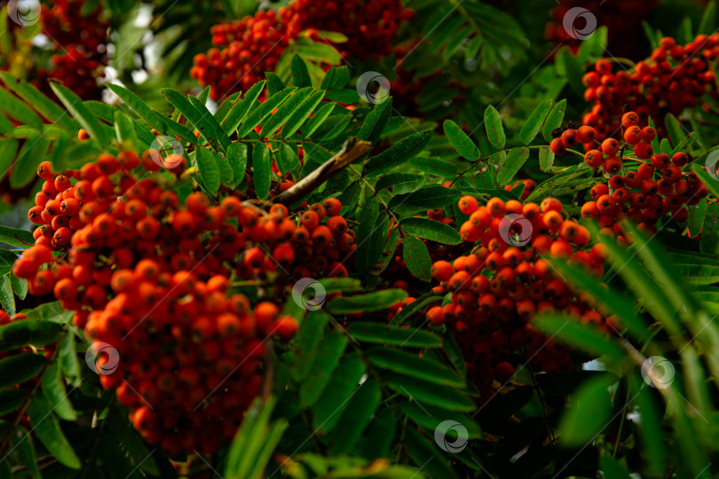 Скачать Красные плоды рябины обыкновенной (Sorbus aucuparia), Бавария, Германия, Европа фотосток Ozero