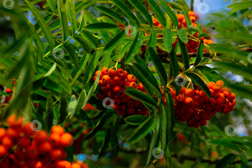 Скачать Красные плоды рябины обыкновенной (Sorbus aucuparia), Бавария, Германия, Европа фотосток Ozero