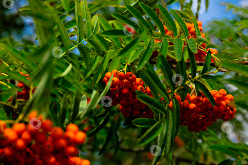Скачать Красные плоды рябины обыкновенной (Sorbus aucuparia), Бавария, Германия, Европа фотосток Ozero