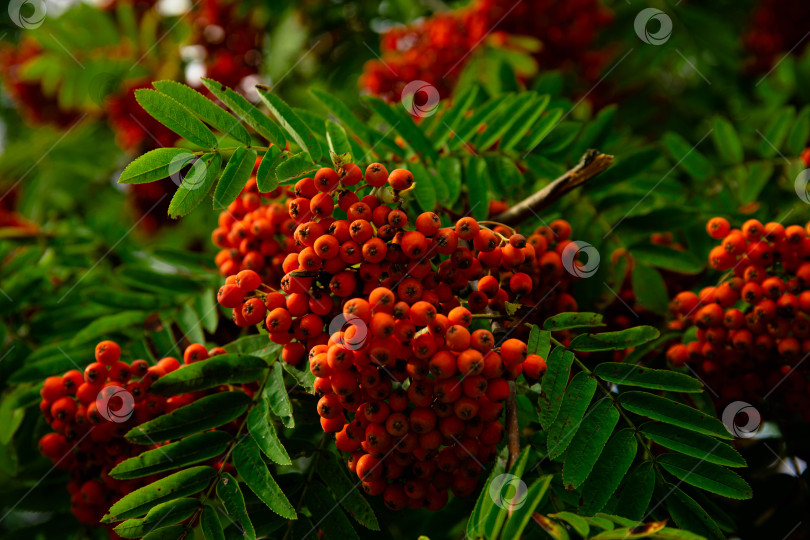 Скачать Красные плоды рябины обыкновенной (Sorbus aucuparia), Бавария, Германия, Европа фотосток Ozero