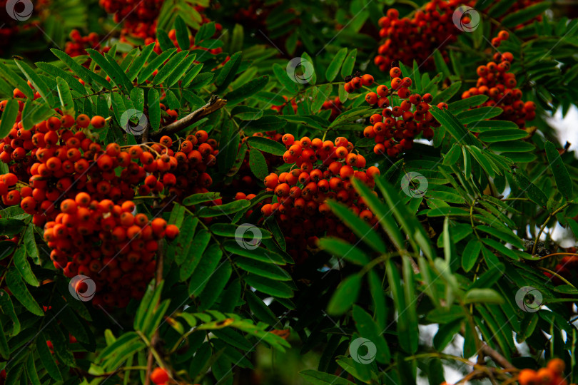 Скачать Красные плоды рябины обыкновенной (Sorbus aucuparia), Бавария, Германия, Европа фотосток Ozero