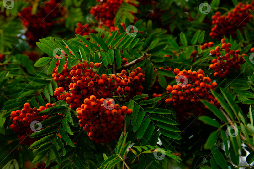 Скачать Красные плоды рябины обыкновенной (Sorbus aucuparia), Бавария, Германия, Европа фотосток Ozero
