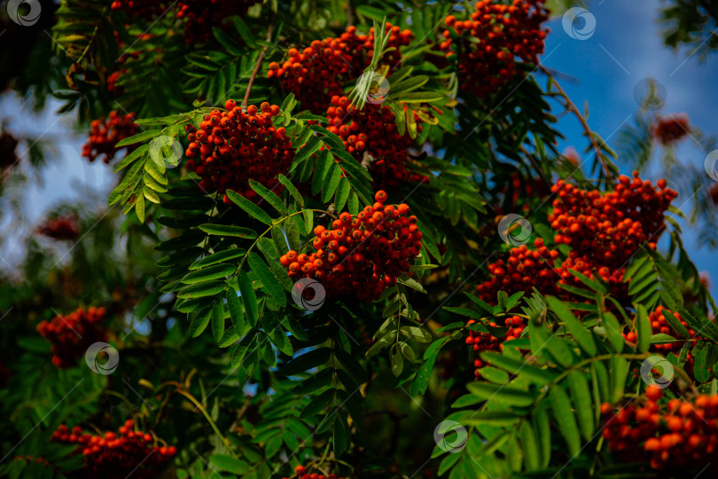 Скачать Красные плоды рябины обыкновенной (Sorbus aucuparia), Бавария, Германия, Европа фотосток Ozero