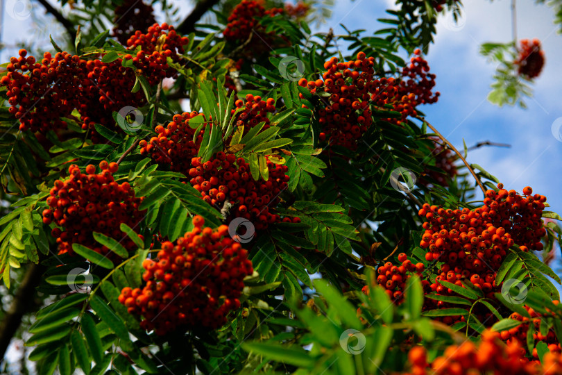 Скачать Красные плоды рябины обыкновенной (Sorbus aucuparia), Бавария, Германия, Европа фотосток Ozero