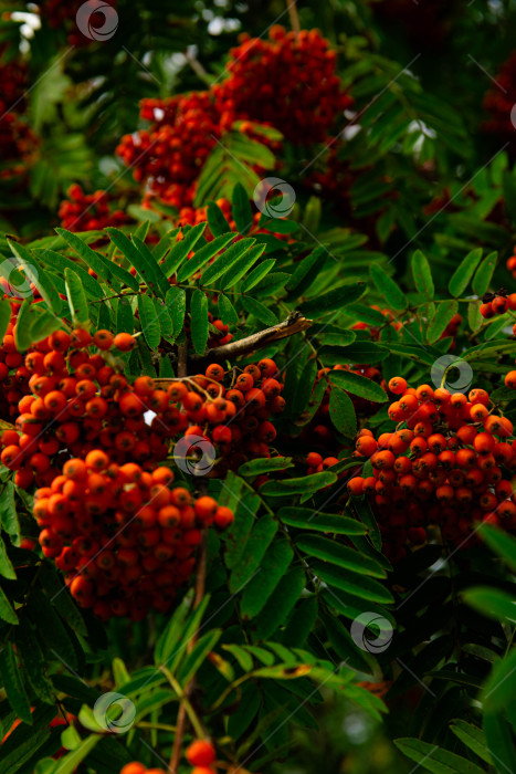 Скачать Красные плоды рябины обыкновенной (Sorbus aucuparia), Бавария, Германия, Европа фотосток Ozero