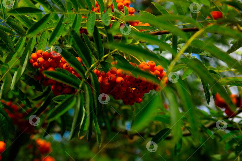 Скачать Красные плоды рябины обыкновенной (Sorbus aucuparia), Бавария, Германия, Европа фотосток Ozero