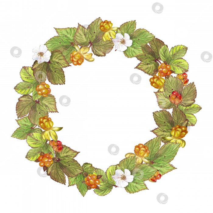 Скачать Круглая рамка, венок из листьев, цветов и ягод лесной северной морошки, акварель на прозрачном фоне фотосток Ozero