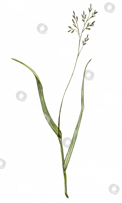 Скачать Полевая трава, ветви мятлика крупным планом на прозрачном фоне. акварельный рисунок фотосток Ozero