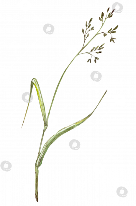 Скачать Полевая трава, ветви мятлика крупным планом на прозрачном фоне. акварельный рисунок фотосток Ozero