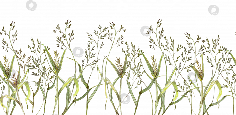 Скачать Горизонтальная бесшовная кайма из полевой травы мятлика на прозрачном фоне. акварельный рисунок фотосток Ozero