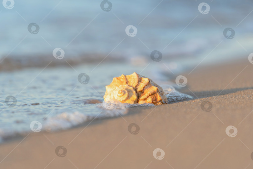 Скачать красивая раковина лежит на пляже, рядом с лазурной морской водой фотосток Ozero