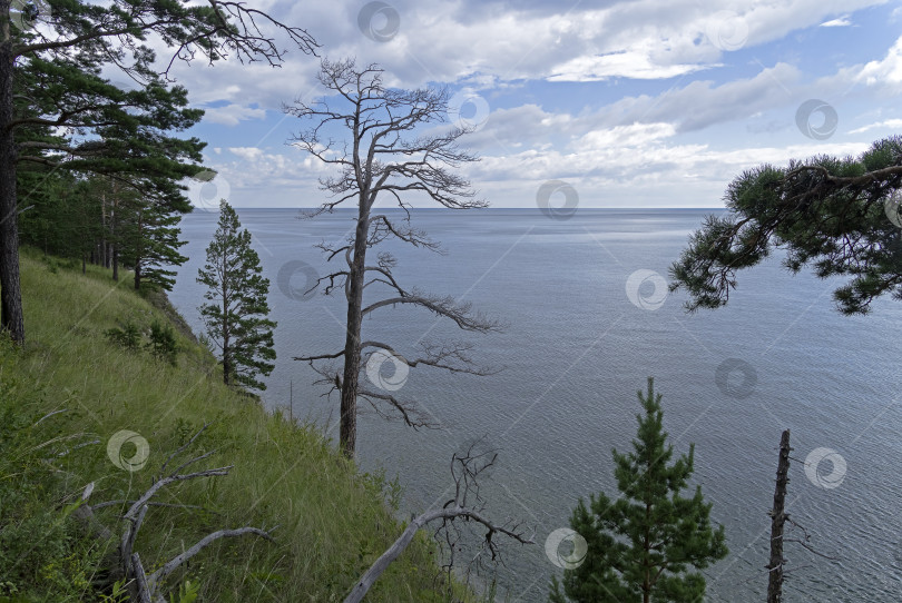 Скачать Высохшая сосна на берегу озера Байкал. фотосток Ozero