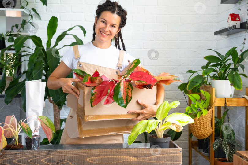 Скачать Женщина распаковывает коробку с посылкой с цветами красной аглаонемы в горшках - заказать тропические растения в упаковке, доставка. Продажа, безопасная отправка растений из магазина, упаковка. Цветочный магазин, домашний бизнес фотосток Ozero