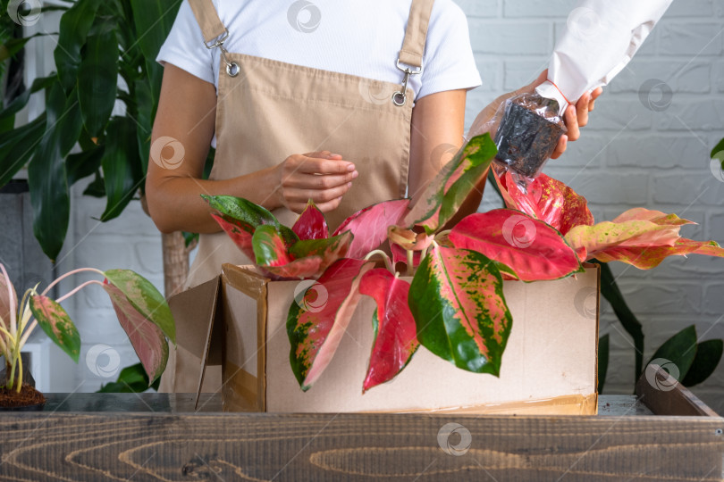 Скачать Женщина распаковывает коробку с посылкой с цветами красного аглаонема в горшках - заказать тропические растения в упаковке, доставка. Продажа, безопасная отправка растений из магазина, упаковка. Цветочный магазин, домашний бизнес фотосток Ozero