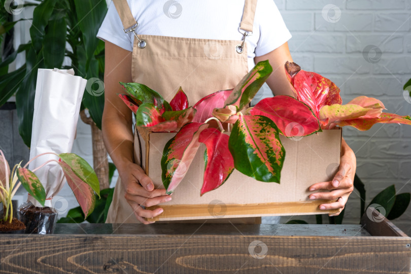 Скачать Женщина распаковывает коробку с посылкой с цветами красной аглаонемы в горшках - заказать тропические растения в упаковке, доставка. Продажа, безопасная отправка растений из магазина, упаковка. Цветочный магазин, домашний бизнес фотосток Ozero