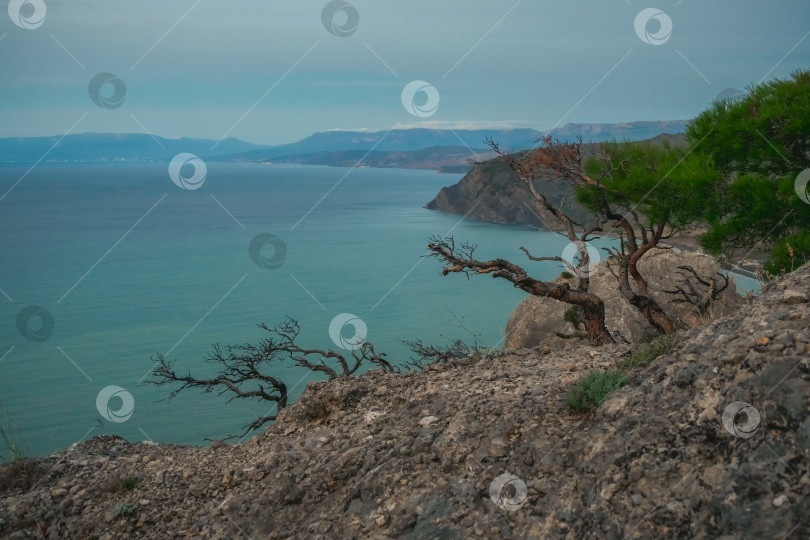 Скачать Ветви деревьев на скале. Морской пейзаж раннего утра. фотосток Ozero