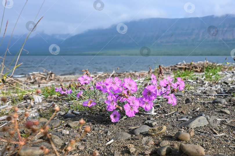 Скачать Летом на плато Путорана. фотосток Ozero