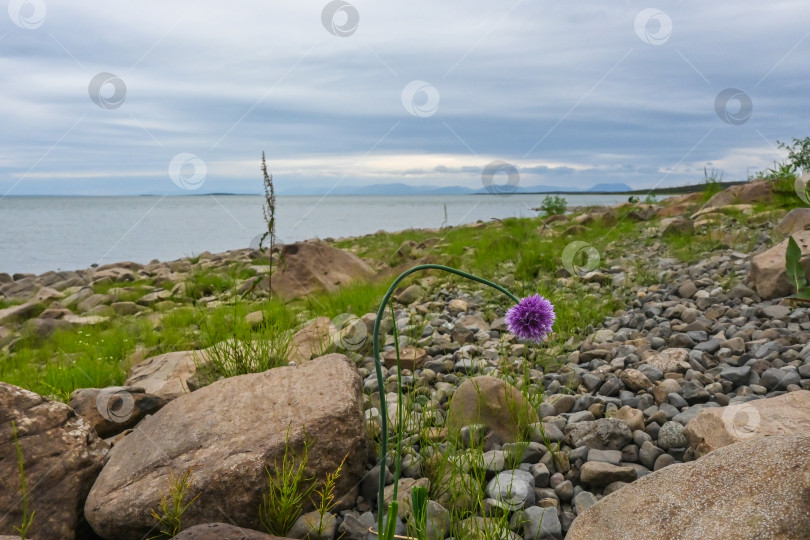 Скачать Летом на плато Путорана. фотосток Ozero