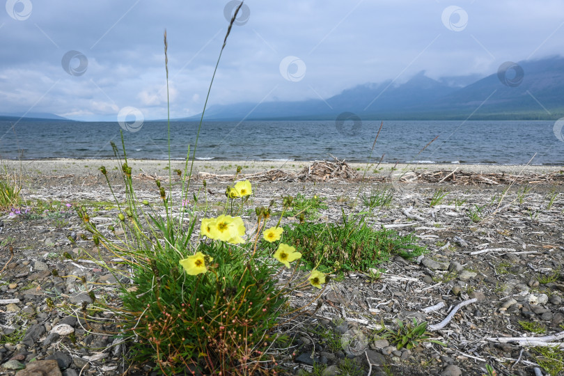 Скачать Летом на плато Путорана. фотосток Ozero