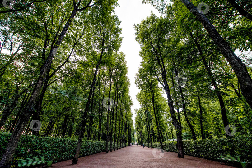 Скачать Летний сад Грин Сити парк, Санкт-Петербург, Россия фотосток Ozero