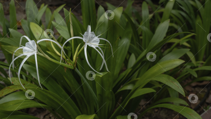 Скачать Красивый белый тропический цветок пляжной паучьей лилии hymenocallis littoralis. фотосток Ozero