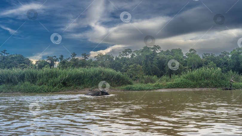 Скачать Карликовый слон с Борнео прогуливается по руслу реки. фотосток Ozero