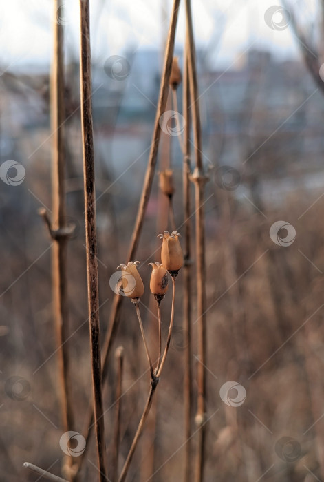 Скачать Сухоцветы на фоне зимней природы фотосток Ozero