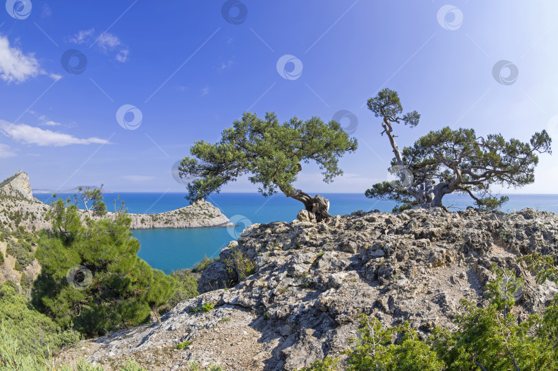 Скачать Старые изогнутые можжевельники на берегу моря. фотосток Ozero
