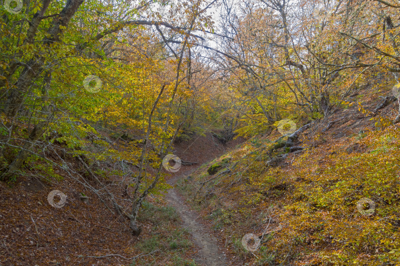 Скачать Тропа в небольшом горном ущелье. фотосток Ozero