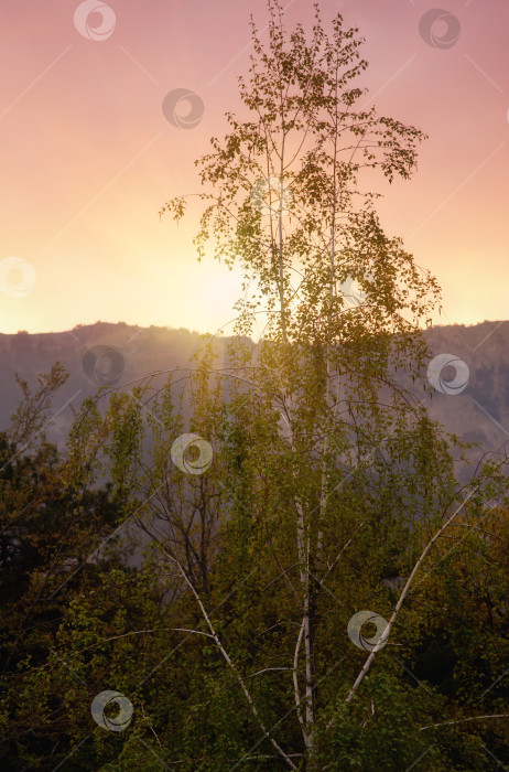 Скачать высокая берёза при закате солнца фотосток Ozero