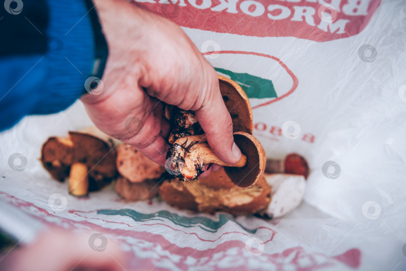 Скачать Карелия, Россия, 31 августа 2019 года, Грибник собирает урожай грибов в тенистом лесу фотосток Ozero