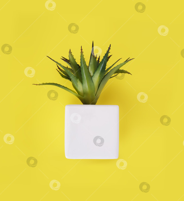 Скачать Ботаническая копия суккулентов, выделенных на желтом фоне фотосток Ozero