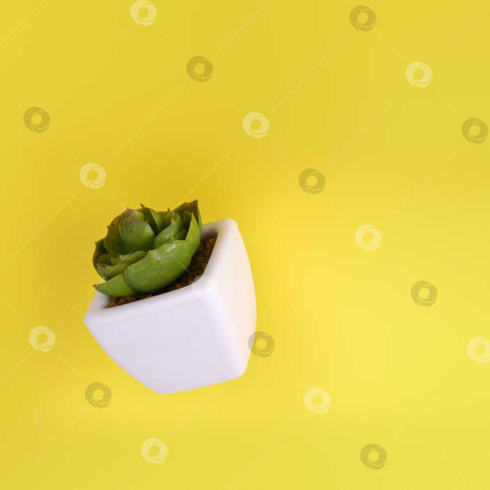 Скачать Ботаническая копия суккулентов, выделенных на желтом фоне фотосток Ozero