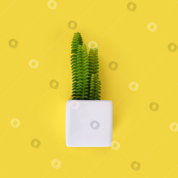Скачать Ботаническая копия суккулентов, выделенных на желтом фоне фотосток Ozero