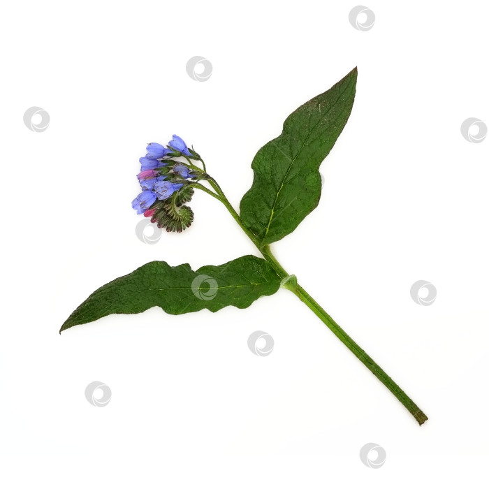 Скачать Цветущий окопник лекарственный (Symphytum officinale), выделенный на белом фоне фотосток Ozero