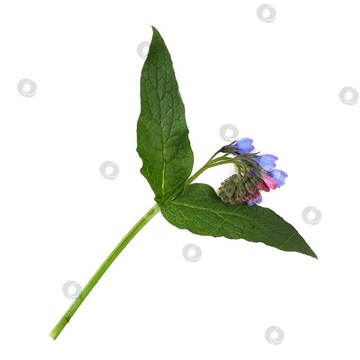 Скачать Цветущий окопник лекарственный (Symphytum officinale), выделенный на белом фоне фотосток Ozero