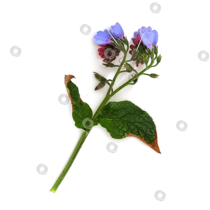 Скачать Цветущий окопник лекарственный (Symphytum officinale), выделенный на белом фоне фотосток Ozero