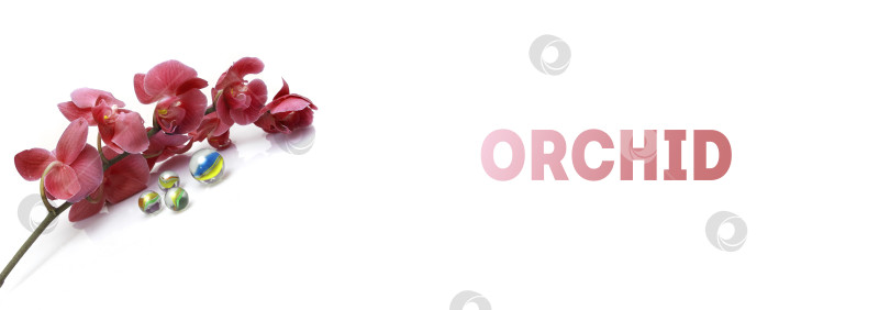 Скачать Красивая розовая орхидея на белом фоне фотосток Ozero